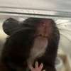 ルルちゃん