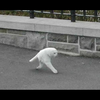 ねこのひたい