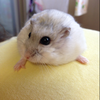きき