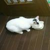 ジャズロック