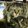 ユーザーアイコン