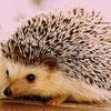 ハリネズミ