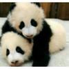 ★大熊猫🐼