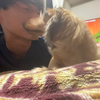 スイートポテトシフォンケーキ