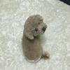 かりん