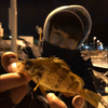 広島の黒豆