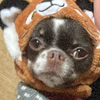 ちちまる