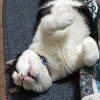 ネコ🐈