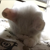 けいにゃん🦭🦋