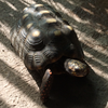 🐢かめ🐢