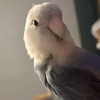 ゆちゃまる