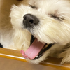 りんご飴