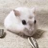 バレエ🐹