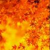 🍁紅葉🍁