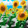 向日葵🌻