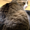 ﾐｻﾓﾅｶ