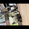 骨折中ハルユキ