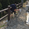かほ