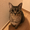 まさにゃん😽