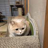 ヌコ
