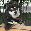 セイウチショーで友達が選ばれるってゆう