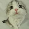 とこなつ