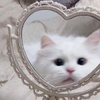 さくら
