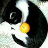 もち猫【冬稀】👑・たゆらー･🎤