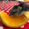 いちご🍓とおれんじ🍊