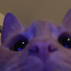 いぬ