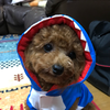としき