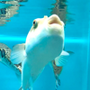 やす