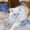 かつみっち 