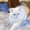 かつみっち 