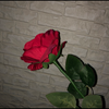 ふーか*🥀*.❤︎
