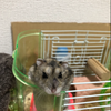 🥓よしあ🥓