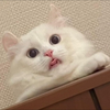 幻の白狸
