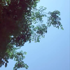シルバ