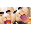 🐰Rihona🦁