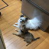 ゆうか