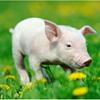 眠り姫ʚ❤ɞの家畜🐷ﾎﾟﾝﾁ