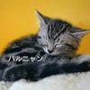 😺ハルニャン😺