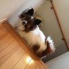 ほの🐶🍀🐉8008
