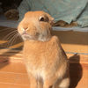 ぴの🐰