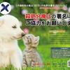 ペロ、保護🐱🐱🐱🐱と暮らす