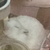 ねお
