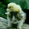 うさぎ