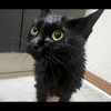 しおり