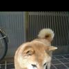 ハロウィン