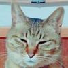 😽もえたん